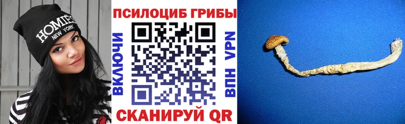 Галлюциногенные грибы GOLDEN TEACHER  где продают   Магас 